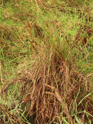 Festuca lemanii observed 2024-01-29