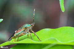 Eocanthecona formosa