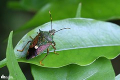 Eocanthecona formosa