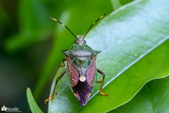 Eocanthecona formosa