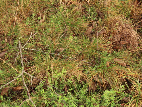 Festuca lemanii observed 2024-01-29