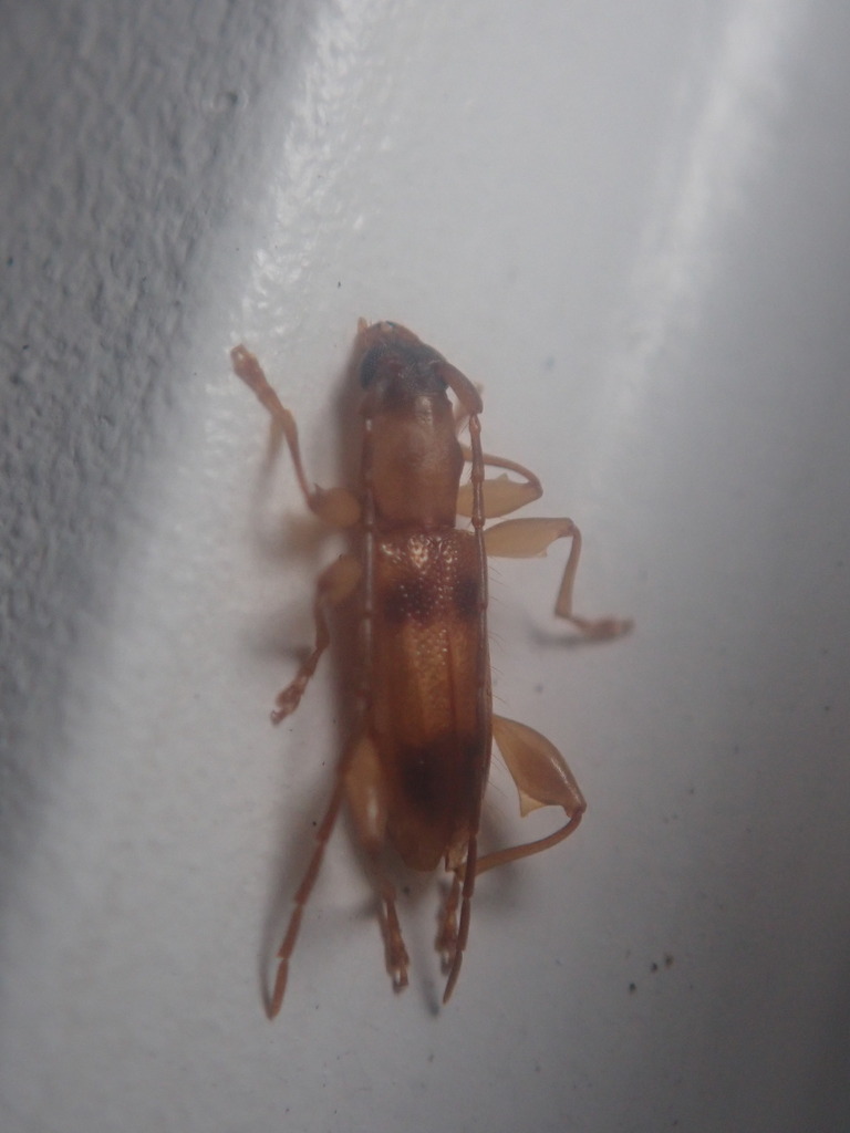 Plectromerus michelii