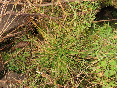 Festuca lemanii observed 2024-01-29