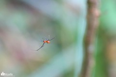 Argyrodes flavescens