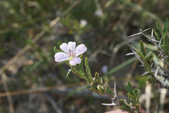Barleria virgula
