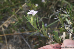 Barleria virgula