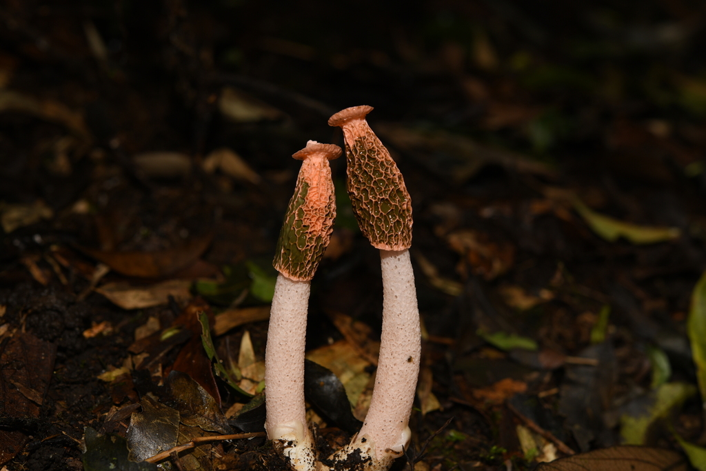 Crowned Stinkhorn