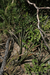 Sansevieria aethiopica