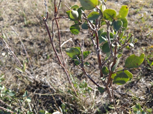 Western Snowberry