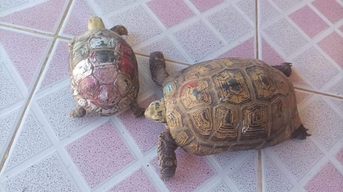 Elongated Tortoise