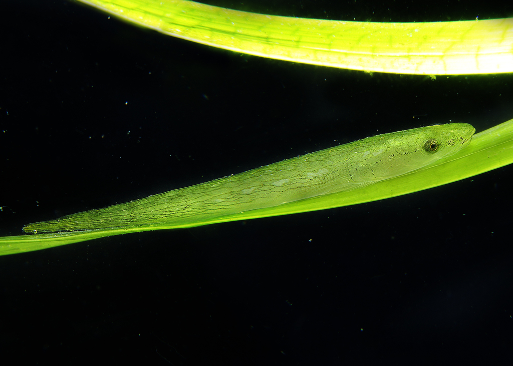 Green Clingfish