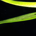Cochleoceps viridis - Photo (c) Glen Whisson,  זכויות יוצרים חלקיות (CC BY-NC), הועלה על ידי Glen Whisson
