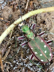 Cicindela clypeata