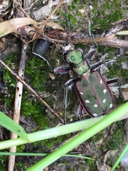 Cicindela clypeata