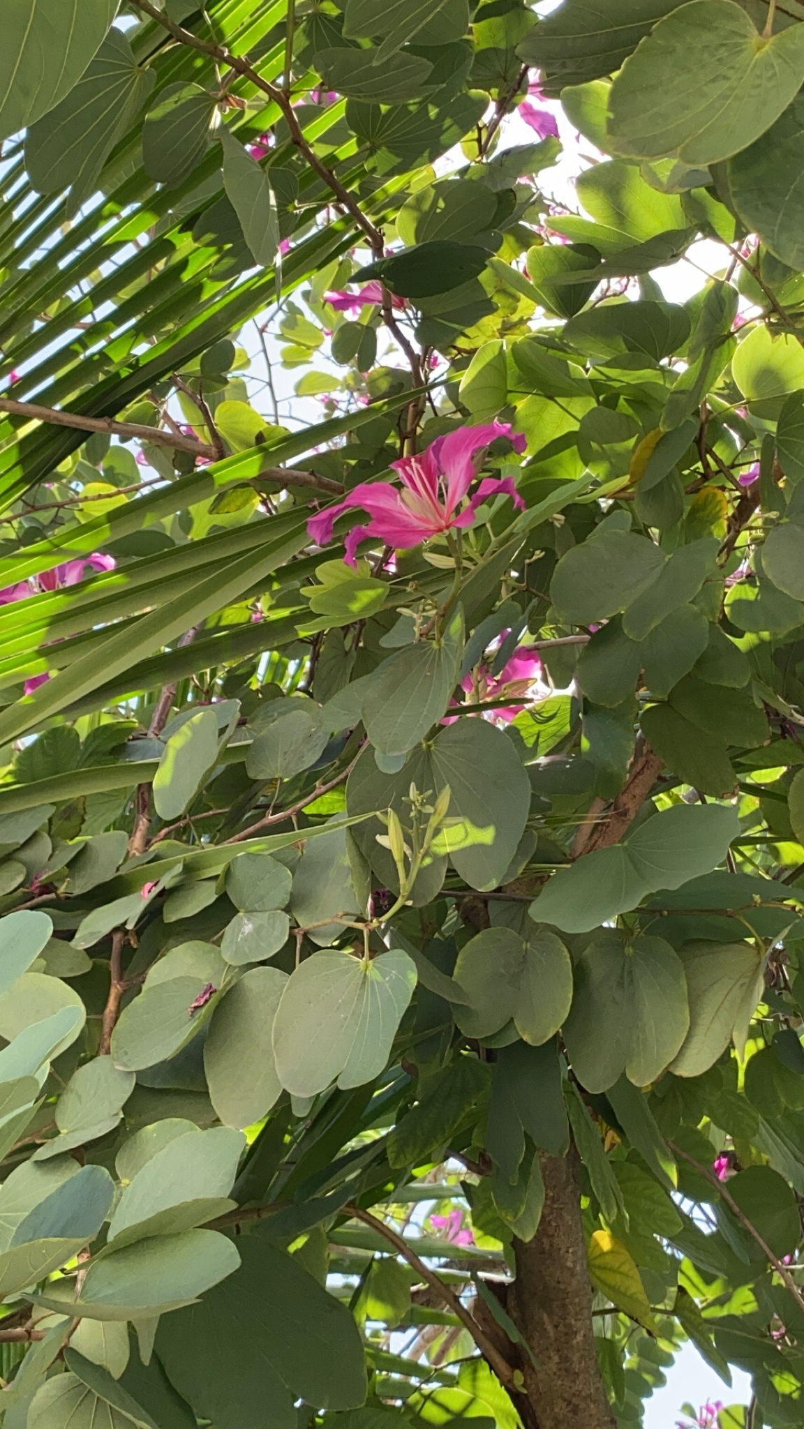 Imagem de Orquídea-de-hong-kong