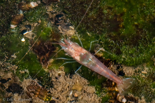 Antecaridina lauensis observed 2023-08-29