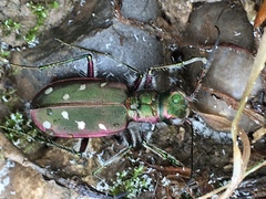 Cicindela clypeata
