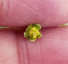 Euphorbia mercurialina