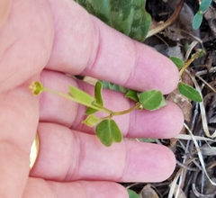 Euphorbia mercurialina