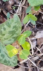 Euphorbia mercurialina