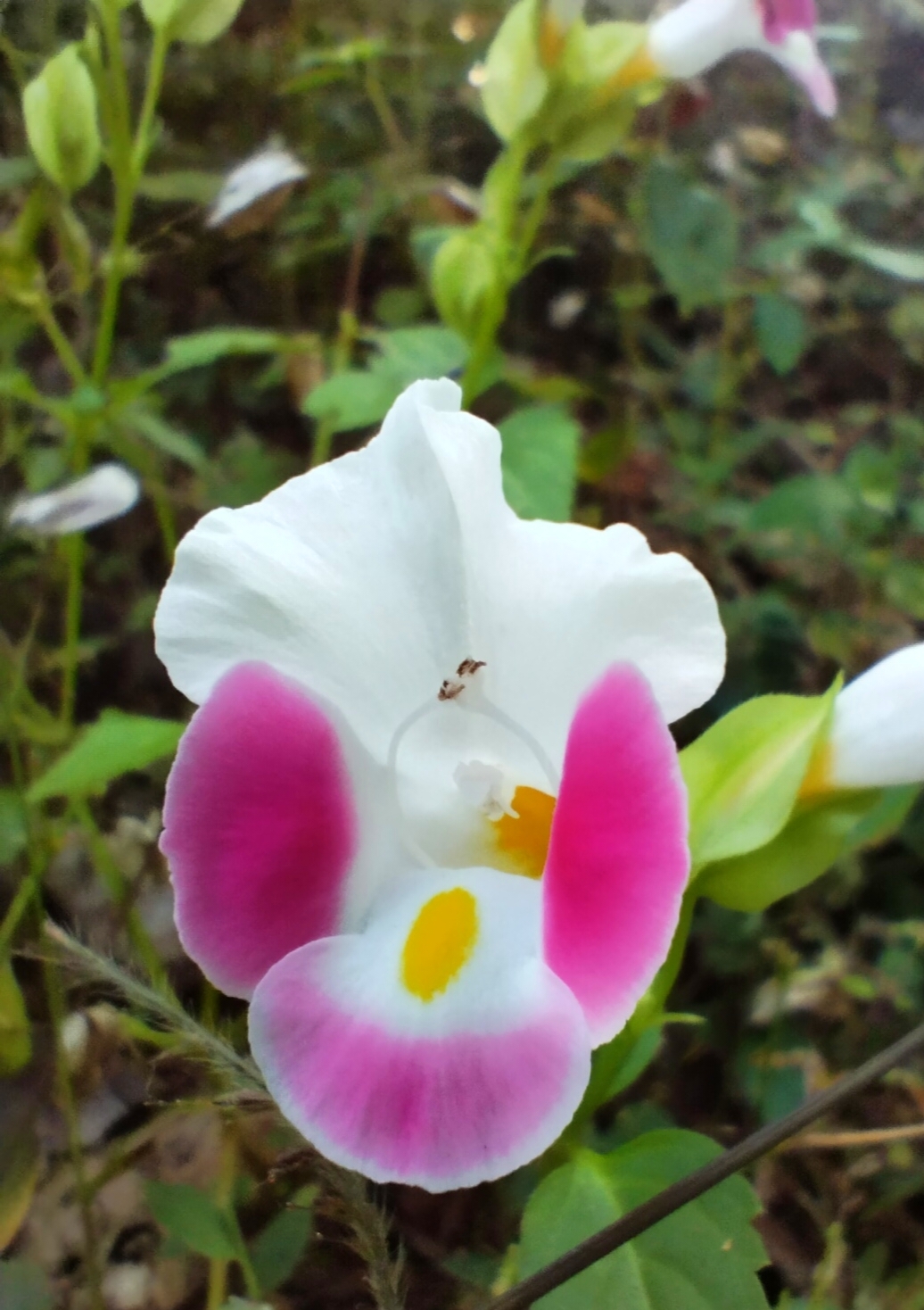 Imagem de Violeta-de-jardim