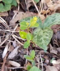 Euphorbia mercurialina