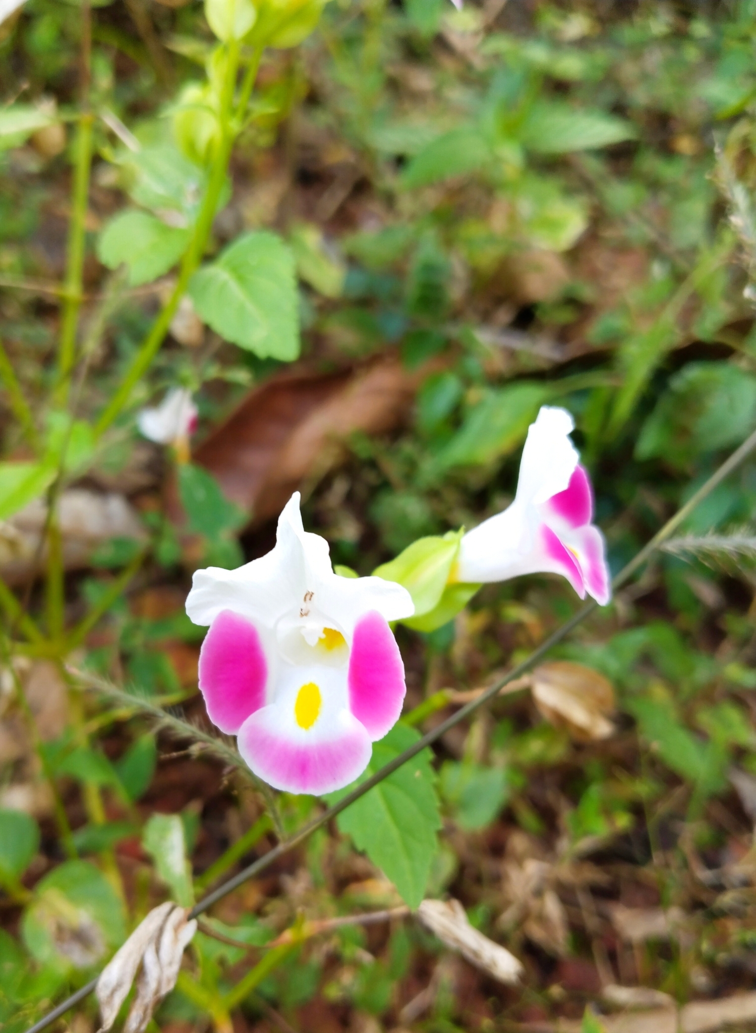 Imagem de Violeta-de-jardim