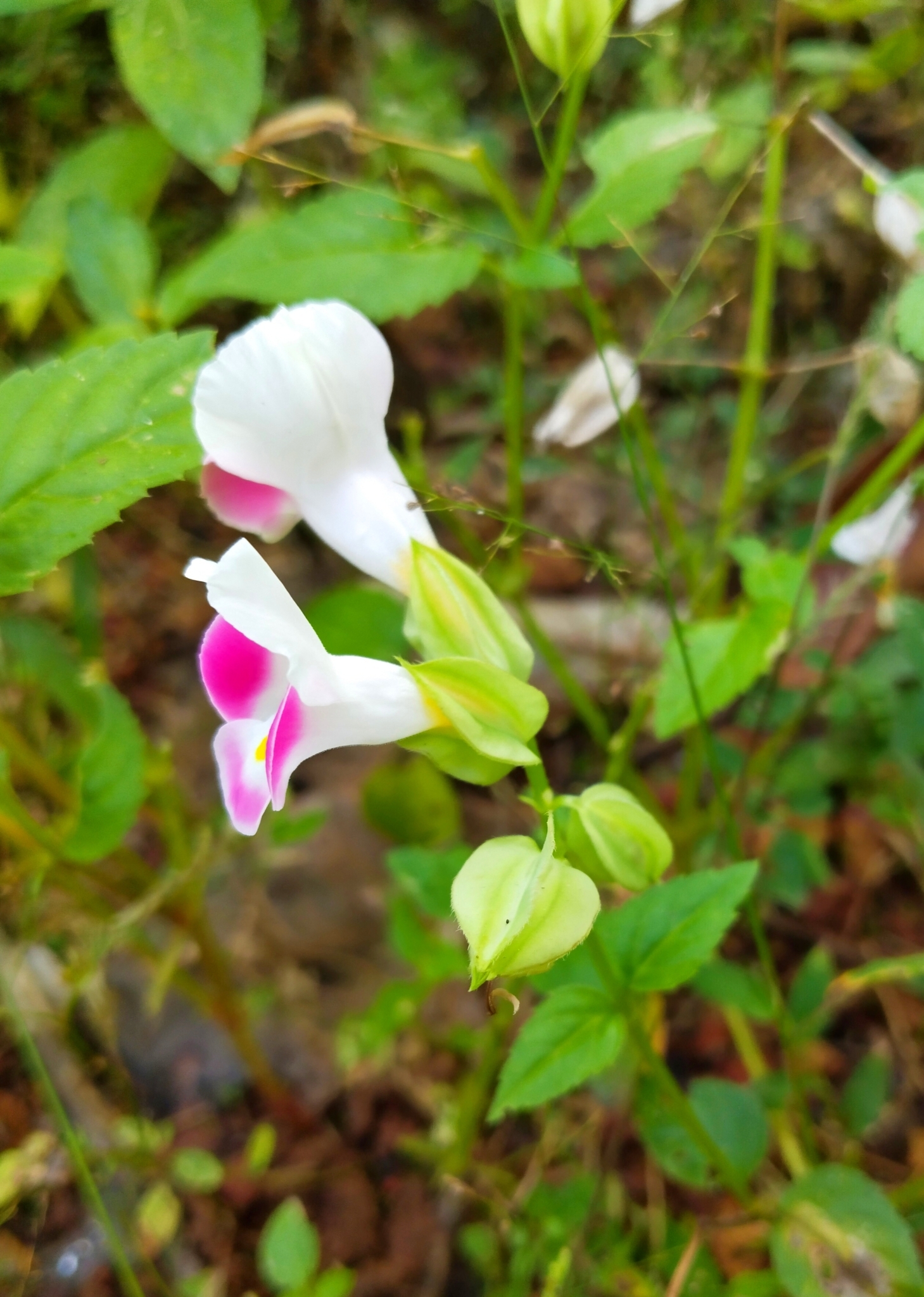 Imagem de Violeta-de-jardim