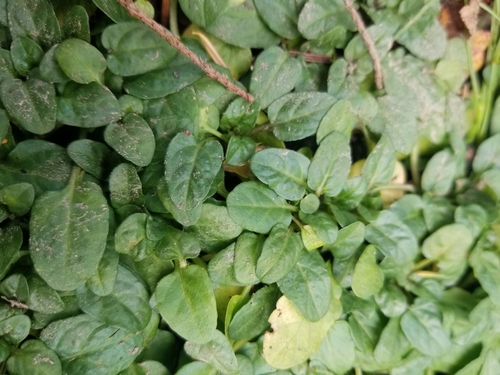 Alpine Self-heal foliage