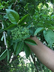 Sambucus nigra