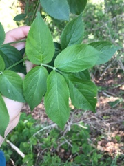 Sambucus nigra