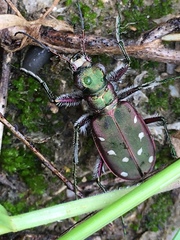Cicindela clypeata
