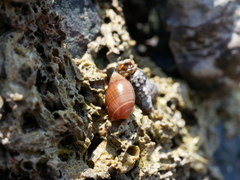 Ancilla castanea