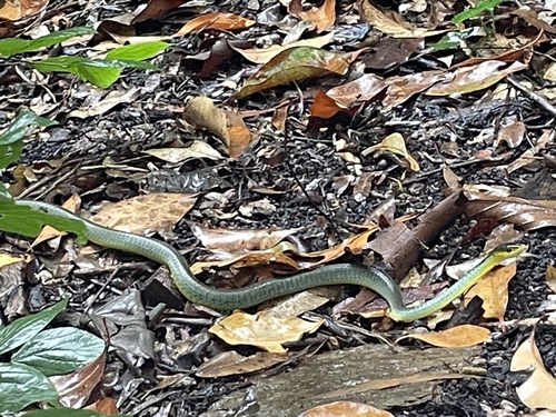 Common Tree Snake sighting