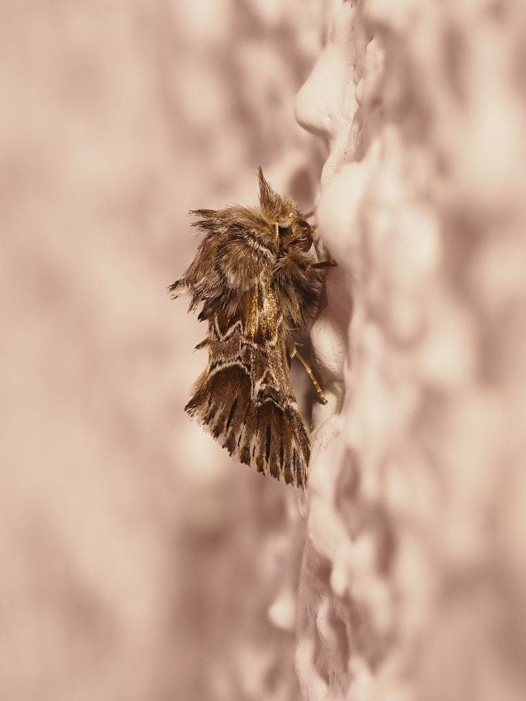 Amephana aurita