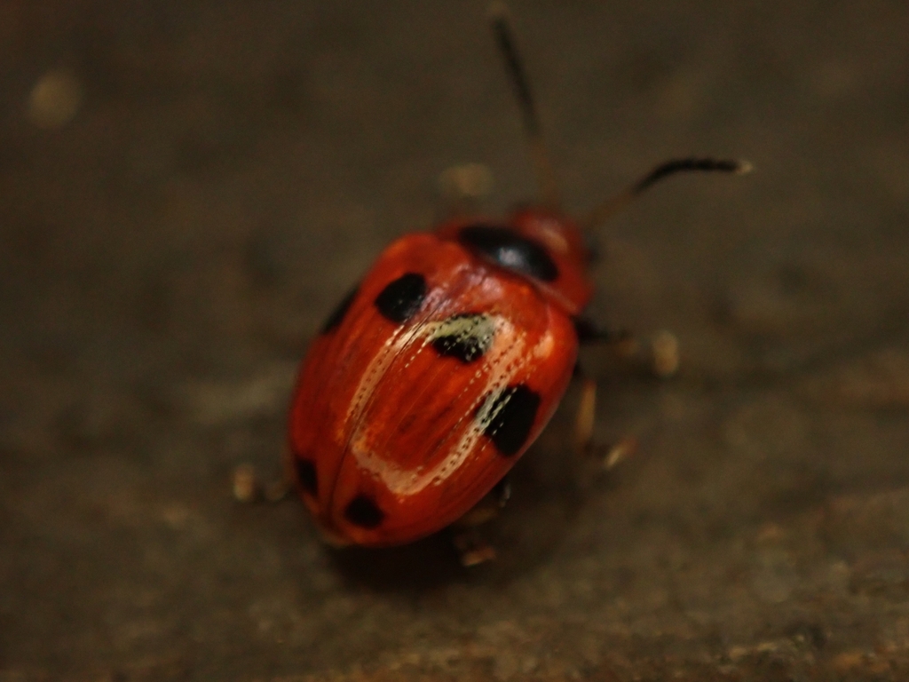 Tinosis decemmaculata
