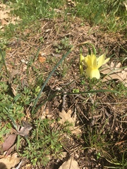 Narcissus
