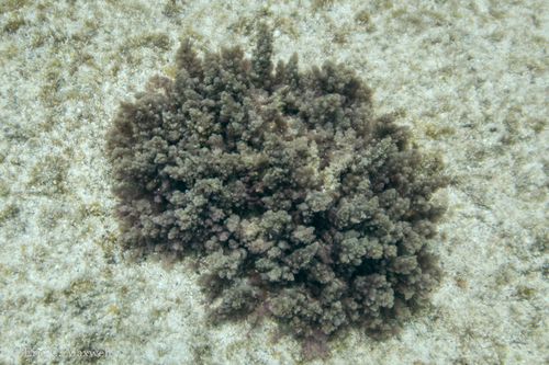 Asparagopsis taxiformis observed 2023-08-31