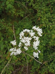 Valeriana italica