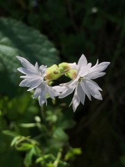 Lithophragma heterophyllum