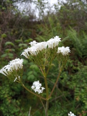 Valeriana italica