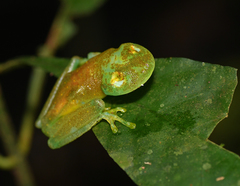 Boana cinerascens