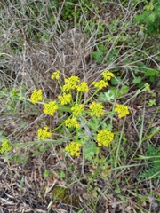 Leiotulus aureus