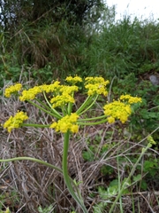 Leiotulus aureus