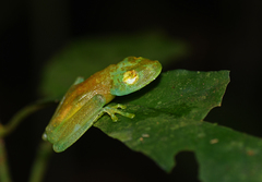 Boana cinerascens