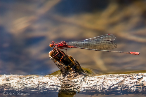 Megalagrion calliphya, 2023-09-02
