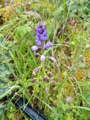 Bellevalia dubia boissieri