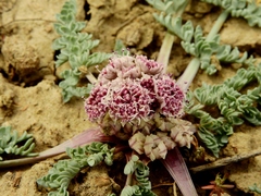Vesper bulbosus
