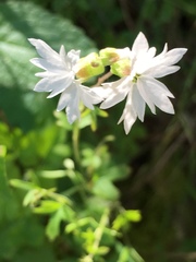 Lithophragma heterophyllum