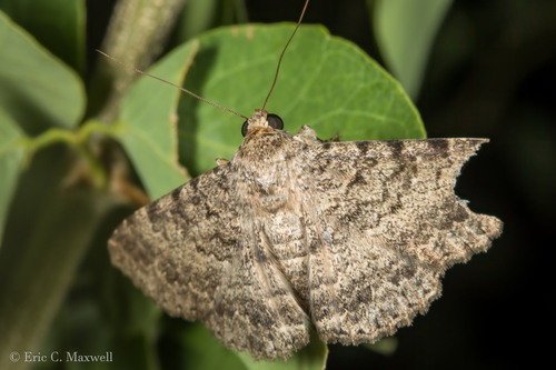 Polydesma boarmoides